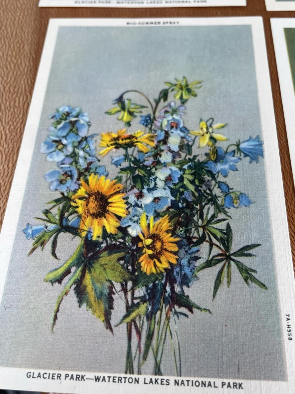 Vintage Pack of Postcards Glacier-Waterton National Parks Floral Set of 12